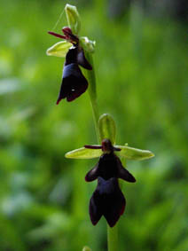 Ophrys insectifera